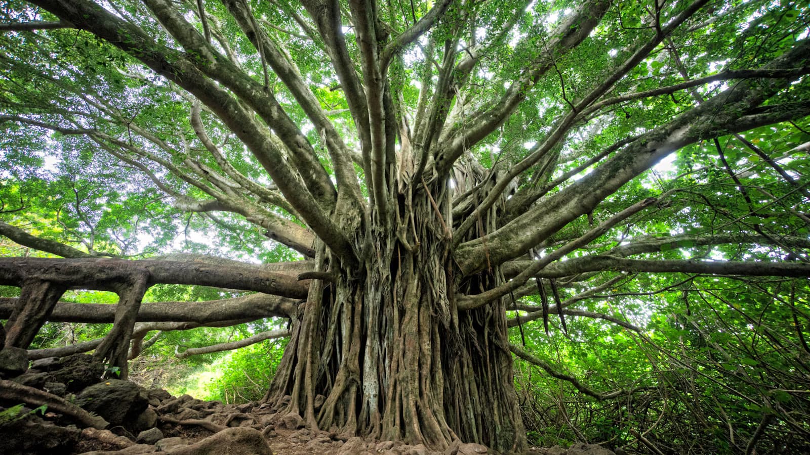 Imagem, com a visão de baixo para cima, de uma Arvore Grande em uma floresta